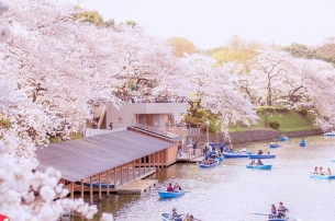 Du lịch Nhật Bản ngắm hoa anh đào và hái trái cây