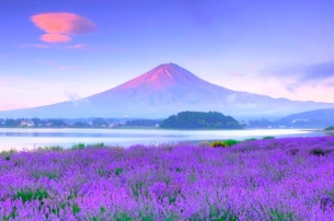 Du lịch Nhật Bản 4 ngày 3 đêm dịp hè 2018 ngắm hoa Lavender